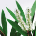 Tea Tree Tea Tree