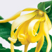 Ylang-Ylang Ylang-Ylang