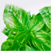 Basil Basil
