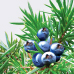 Juniper Juniper