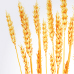 Wheat Germ Wheat Germ