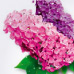 Lilac Lilac