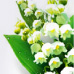 Lily of the valley Lily of the valley