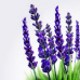 Lavender Lavender