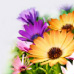 Spring flower Spring flower