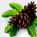 Pine Pine